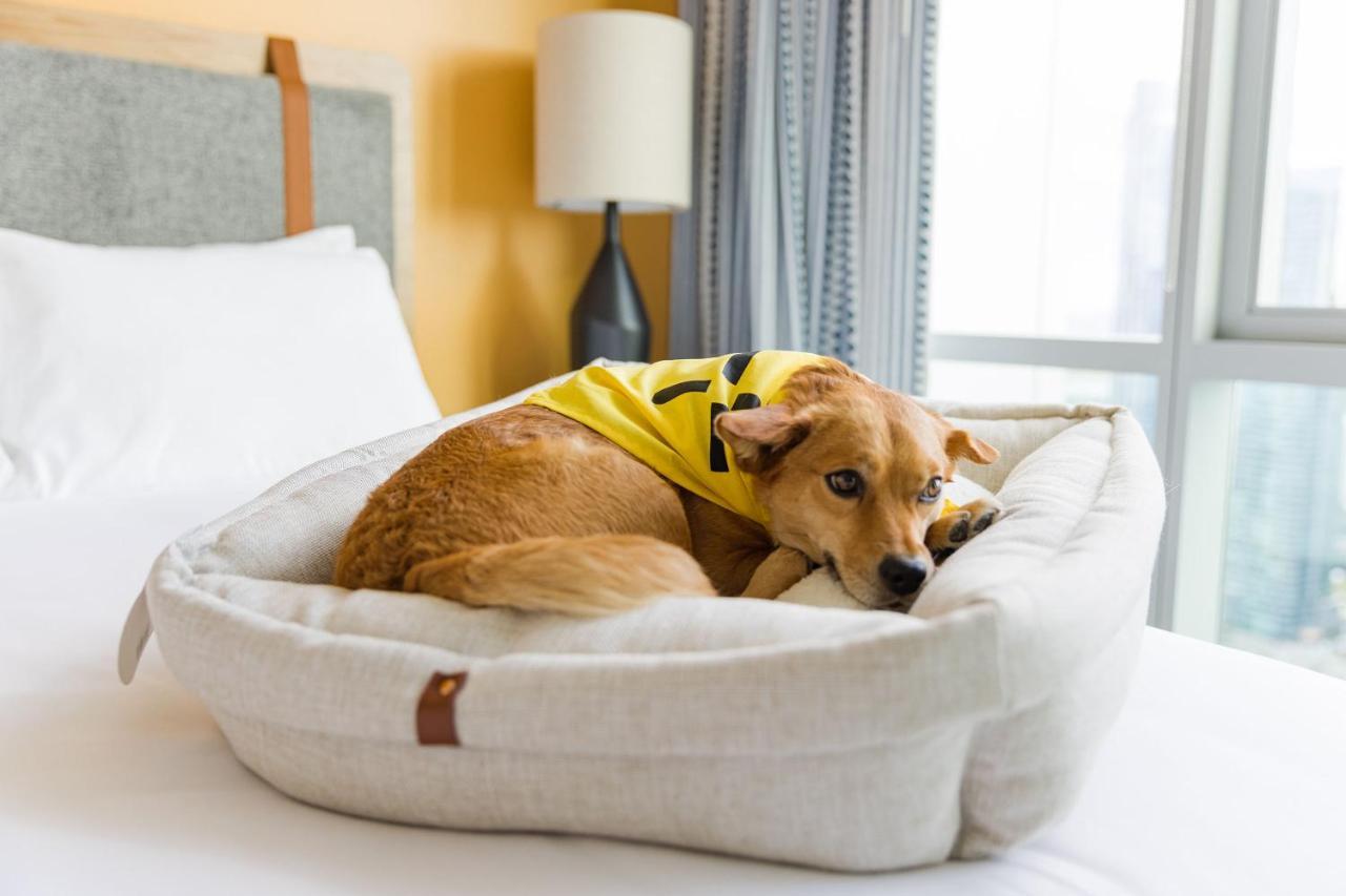 Aparthotel Sentral Michigan Avenue Chicago Exterior foto A dog in a dog bed